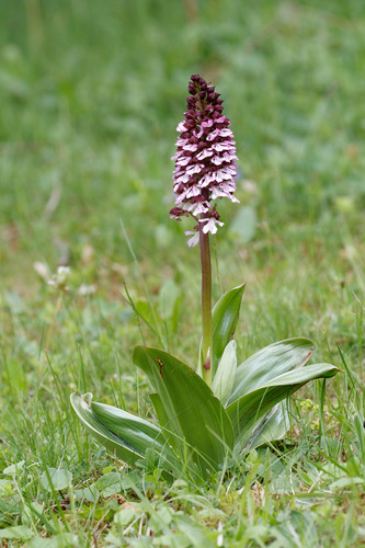 Orchis purpurea
