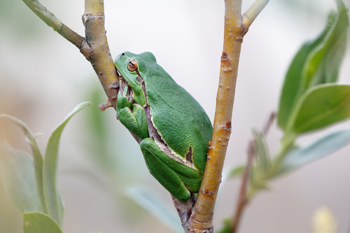 Hyla arborea