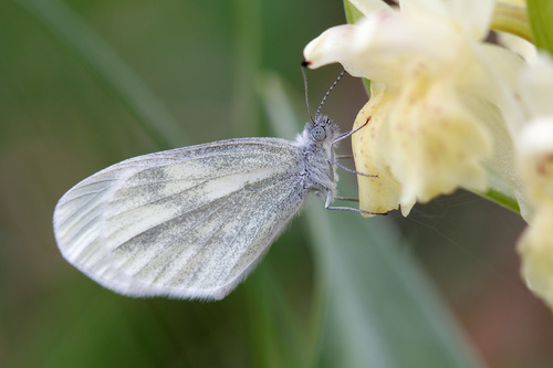 Leptidea morsei