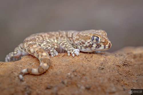 Northern Elegant Gecko