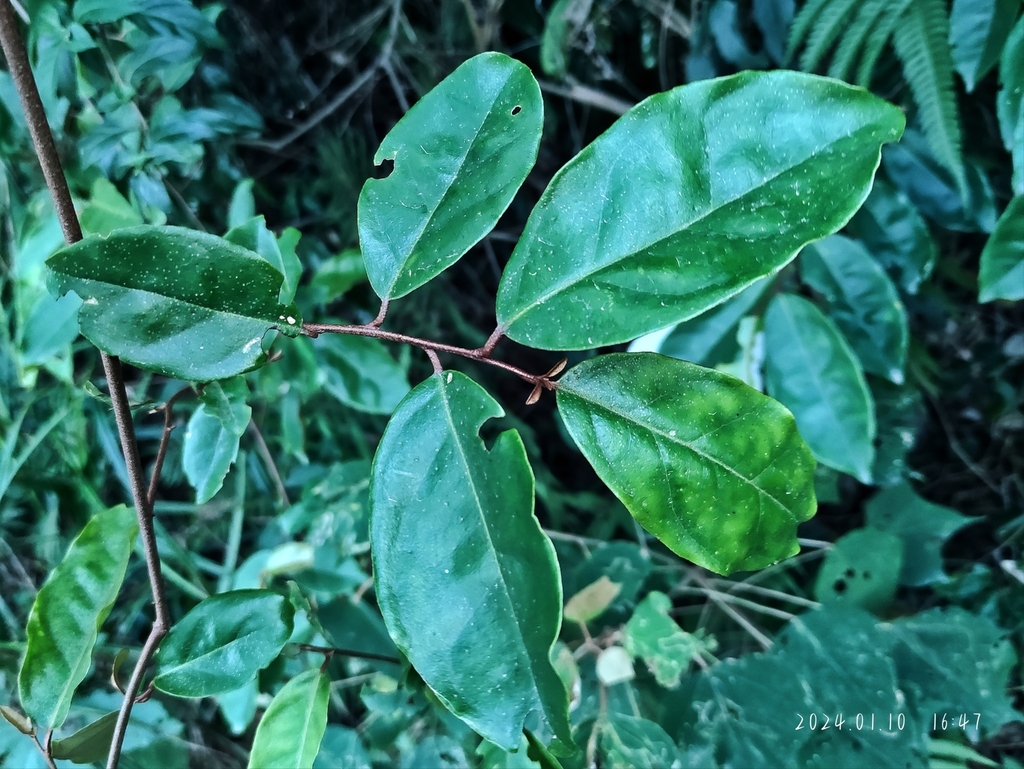 Elaeagnus gonyanthes (Elaeagnus gonyanthes)