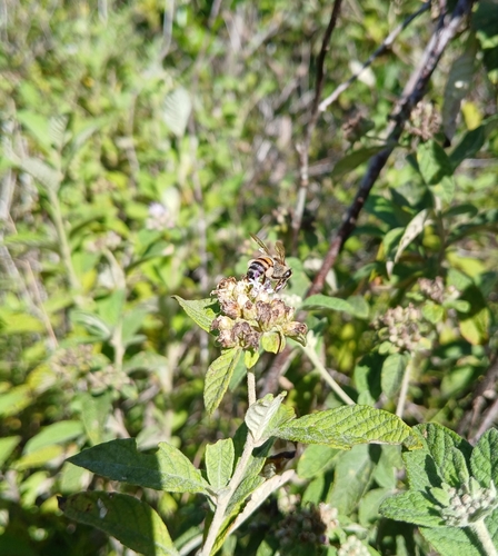 Western Honey Bee