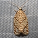 Yellow-winged Oak Leafroller Moth - Photo (c) bkfj, all rights reserved, uploaded by bkfj
