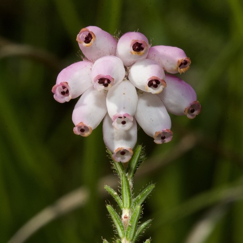 Cross-leaved Heath