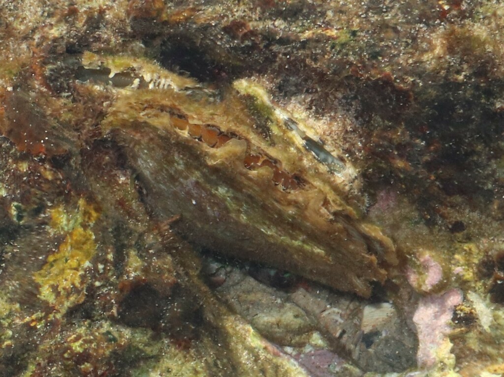 Pinna from Gold Coast QLD, Australia on May 19, 2024 at 01:29 PM by ...