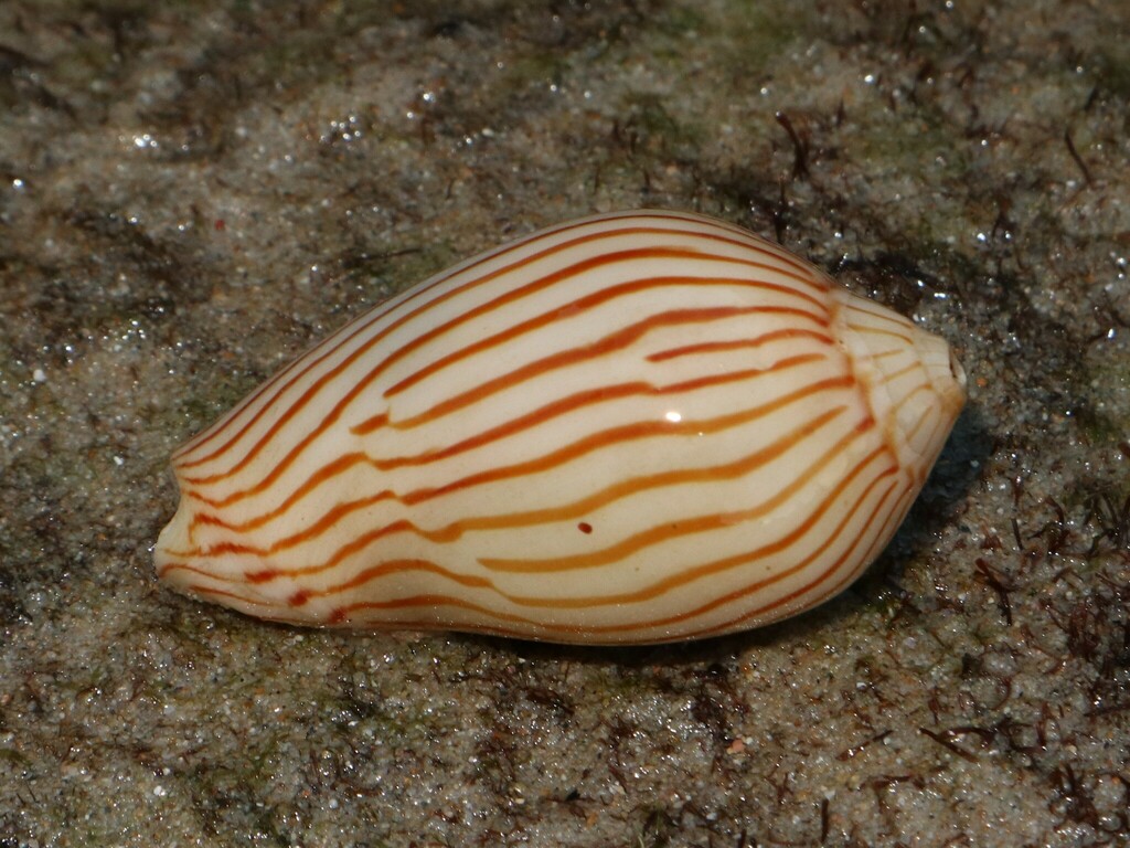 Zebra Volute from Gold Coast QLD, Australia on May 27, 2024 at 04:23 PM ...
