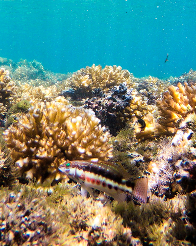 Barred Serrano