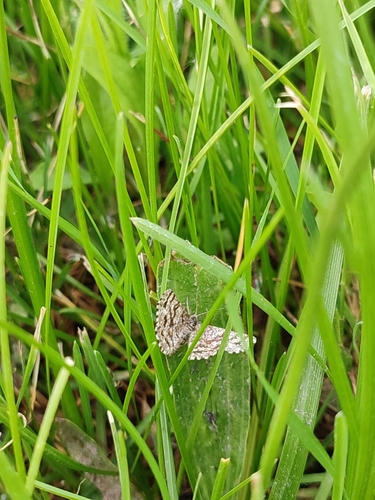 Common Heath