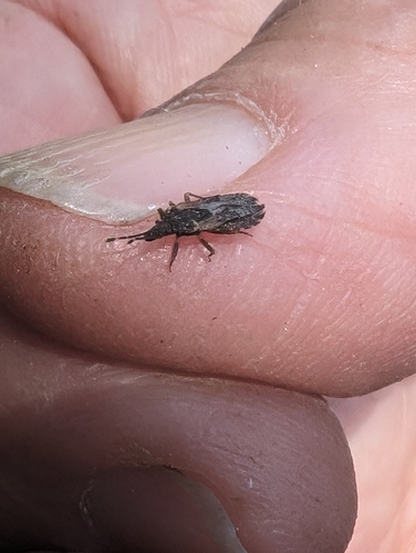 iNaturalist observation photo of Flat Bugs