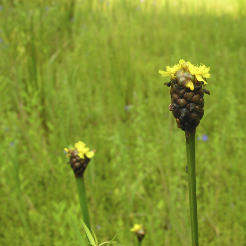Xyris laxifolia var. iridifolia