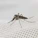 Aedes grossbecki - Photo (c) MaLisa Spring, alla rättigheter förbehållna, uppladdad av MaLisa Spring