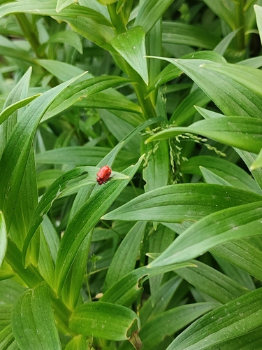 Lily Leaf Beetle