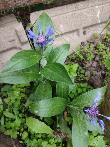 Perennial Cornflower