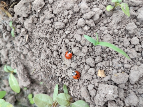 Seven-spotted Lady Beetle