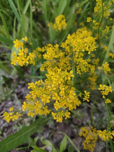 Creeping Yellowcress