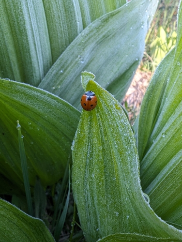 iNaturalist observation photo of Seven-spotted Lady Beetle