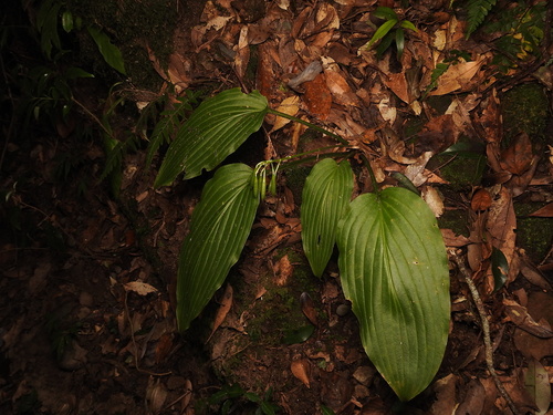 Hosta kikutii