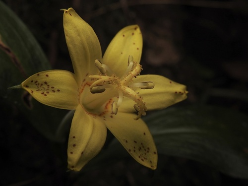 Tricyrtis flava