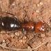 Camponotus ruber - Photo (c) Enrico Schifani, כל הזכויות שמורות, הועלה על ידי Enrico Schifani