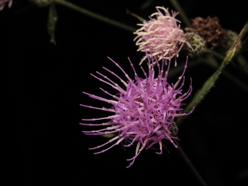 Cirsium buergeri