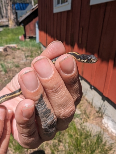 iNaturalist observation photo of Mountain Garter Snake