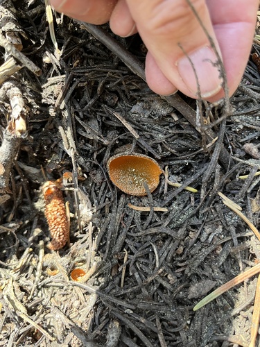 iNaturalist observation photo of Spring Orange Peel Fungus