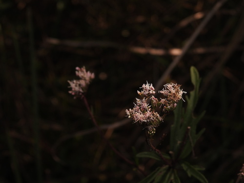 Eupatorium laciniatum