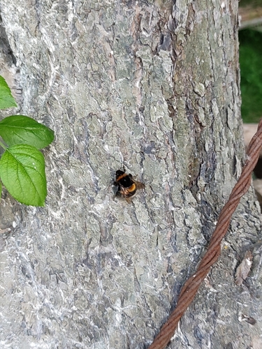 Buff-tailed Bumble Bee