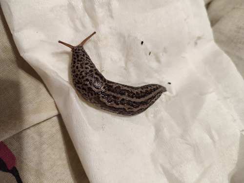 Leopard Slug