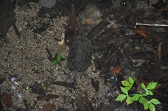 Kinosternon scorpioides image
