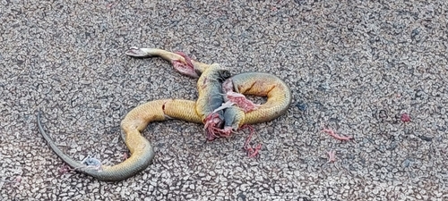 Water Python sighting