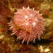 Little Pink Urchin - Photo (c) Gregorio Bigatti, all rights reserved, uploaded by Gregorio Bigatti