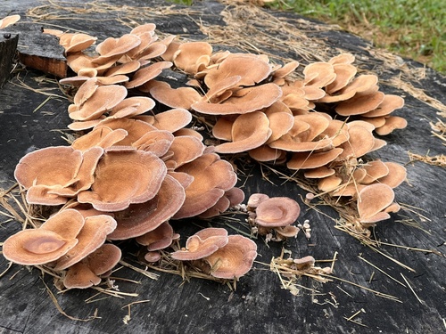 Hairy Oyster Mushroom