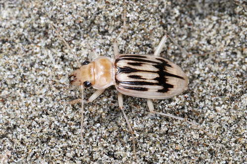 Nebria complanata (Linnaeus, 1767)
