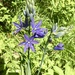 Leichtlin's Camassia - Photo (c) Diana Allen, all rights reserved, uploaded by Diana Allen