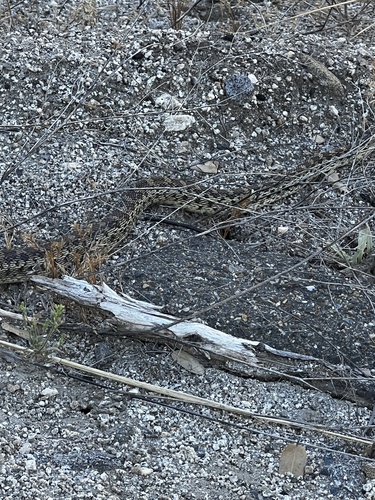 iNaturalist observation photo of Gopher Snake