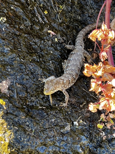iNaturalist observation photo of Southern Alligator Lizard