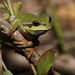Pine Barrens Treefrog - Photo (c) Jack McDonough, all rights reserved, uploaded by Jack McDonough