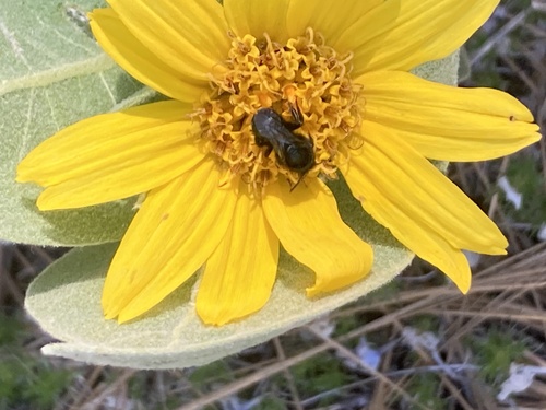 iNaturalist observation photo of Bees
