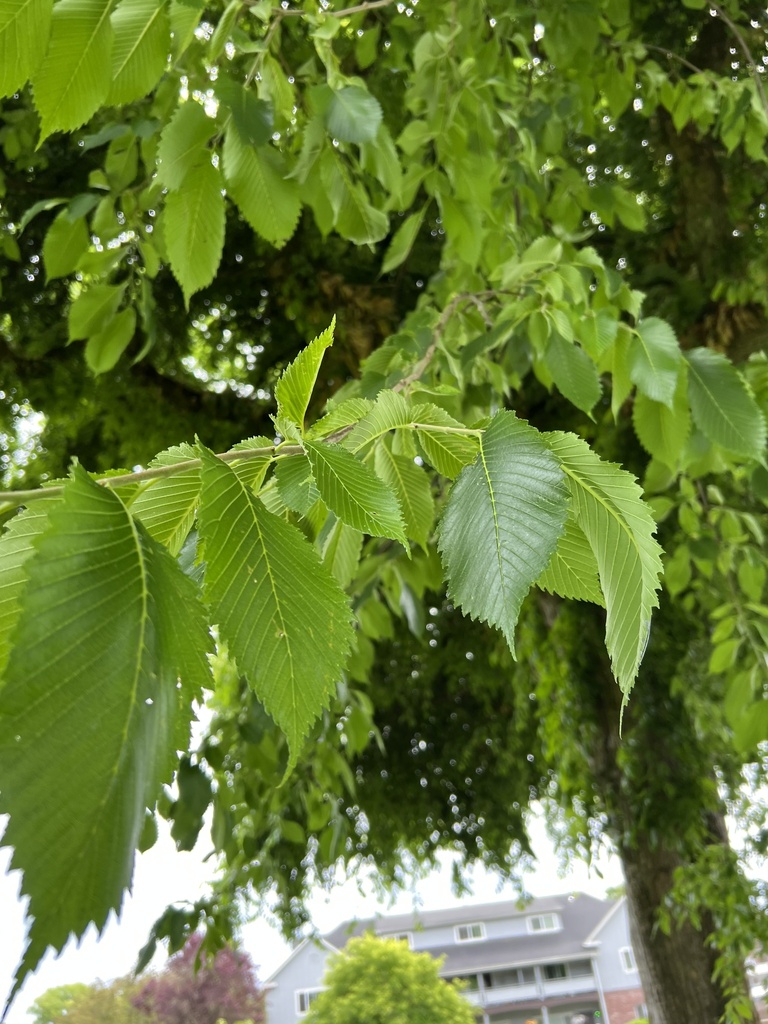 elms from Vandercook Park, Longview, WA, US on June 1, 2024 at 0300 PM