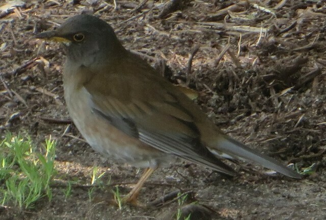 Pale Thrush from Peace Memorial Park - Hiroshima, 1丁目-1-10 Nakajimachō ...