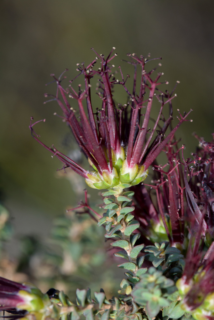 Melaleuca linearis - Wikipedia