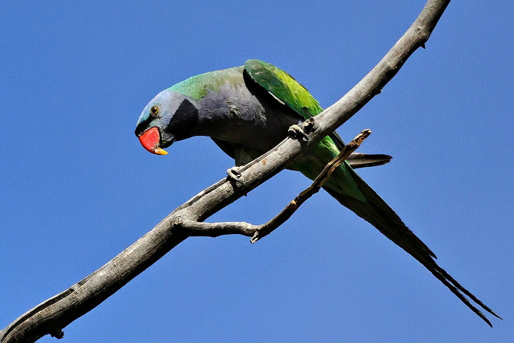 Derbyan Parakeet photo