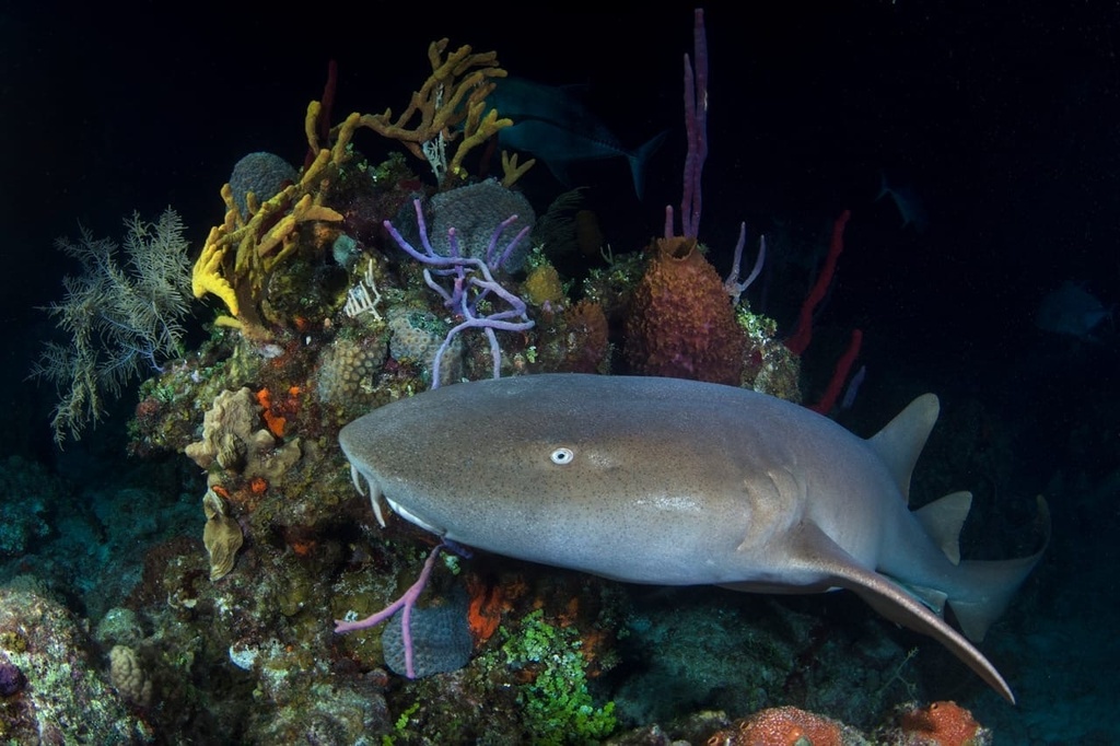 Nurse shark