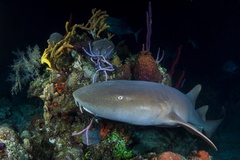 Nurse Shark