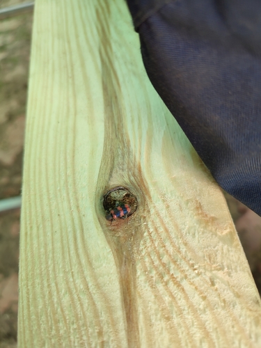 Bee-eating Beetle