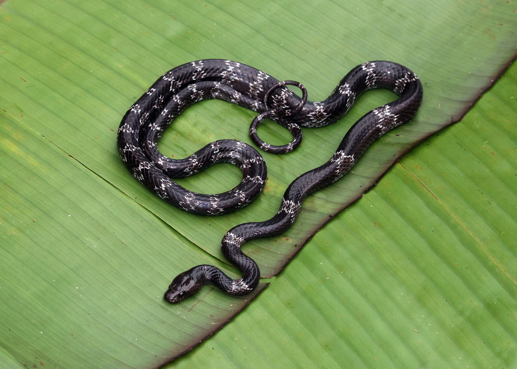Butler's Wolf Snake from Bukit Fraser, 49000 Bukit Fraser, Pahang ...