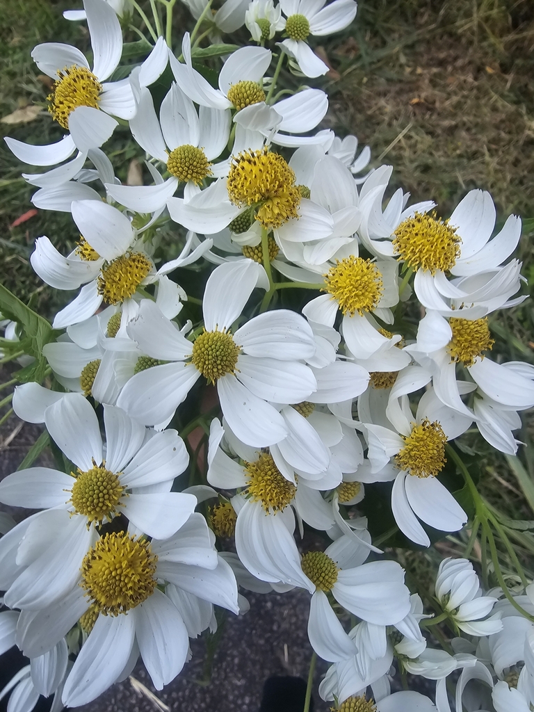 Tree Daisy from Diamond Valley QLD 4553, Australia on June 2, 2024 at ...