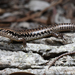 Southern Bar-sided Skink - Photo (c) Tom Frisby, all rights reserved, uploaded by Tom Frisby