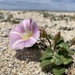 Sea Bindweed - Photo (c) criptos, all rights reserved, uploaded by criptos